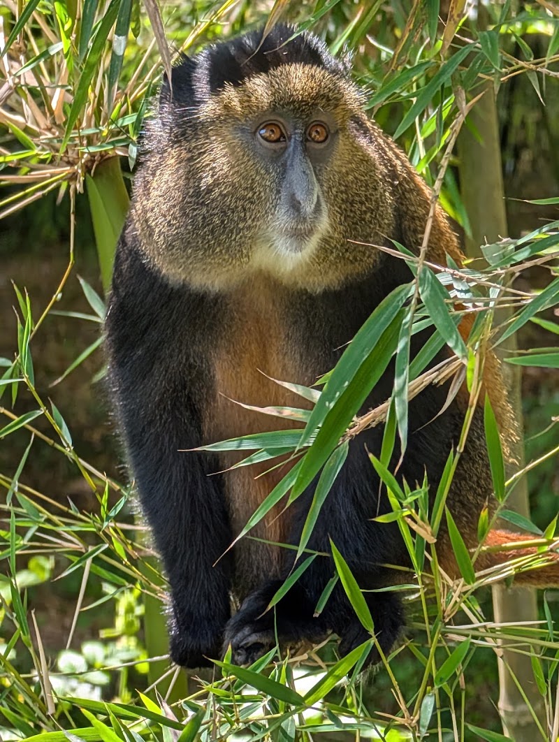 Photo 5 at Universal Ventures -Gorilla trekking Rwanda-wildlife safari Rwanda-visit Rwanda. in Kigali