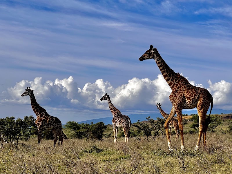 Photo 5 at Ngorongoro Conservation Area in 