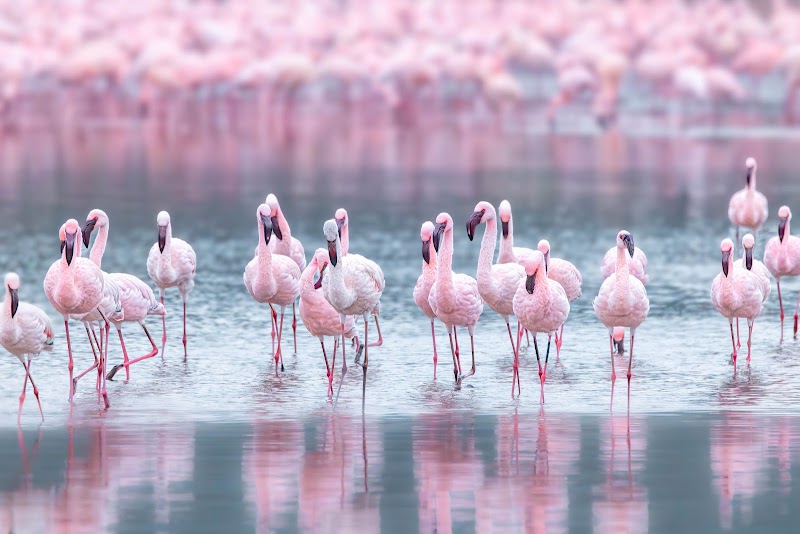 Photo 1 at Lake Nakuru National Park in Nakuru