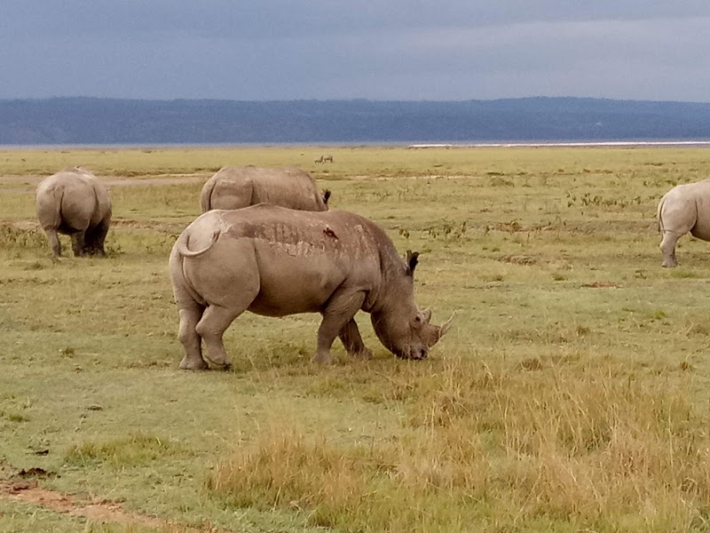 Photo 5 at Lake Nakuru National Park in Nakuru