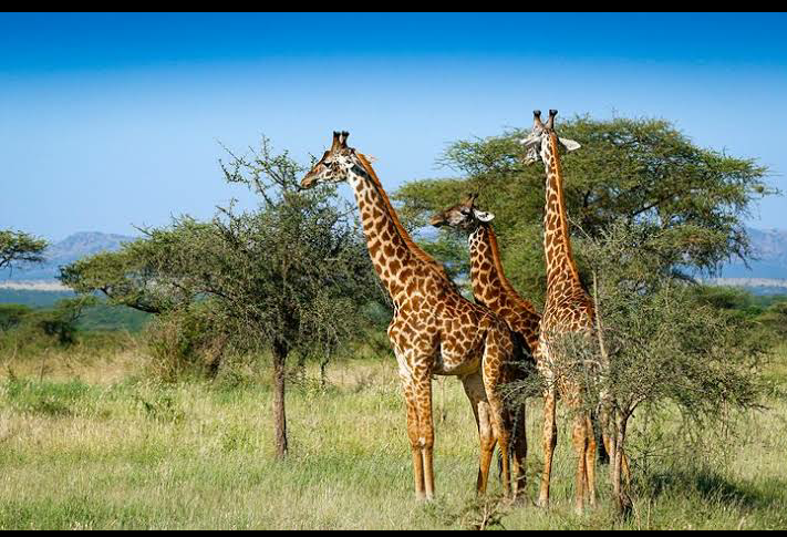 Photo 3 at Lake Nakuru National Park in Nakuru