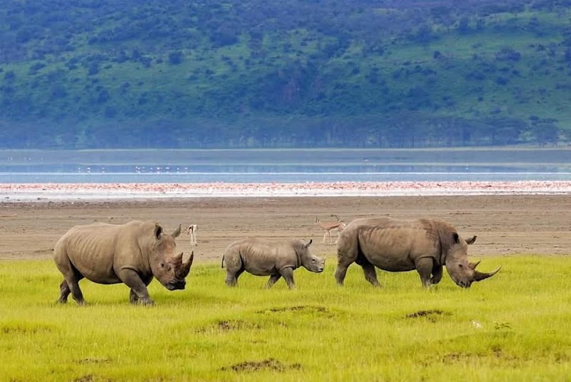 Photo 2 at Lake Nakuru National Park in Nakuru