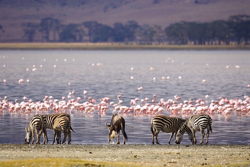 Photo 4 at Lake Nakuru National Park in Nakuru