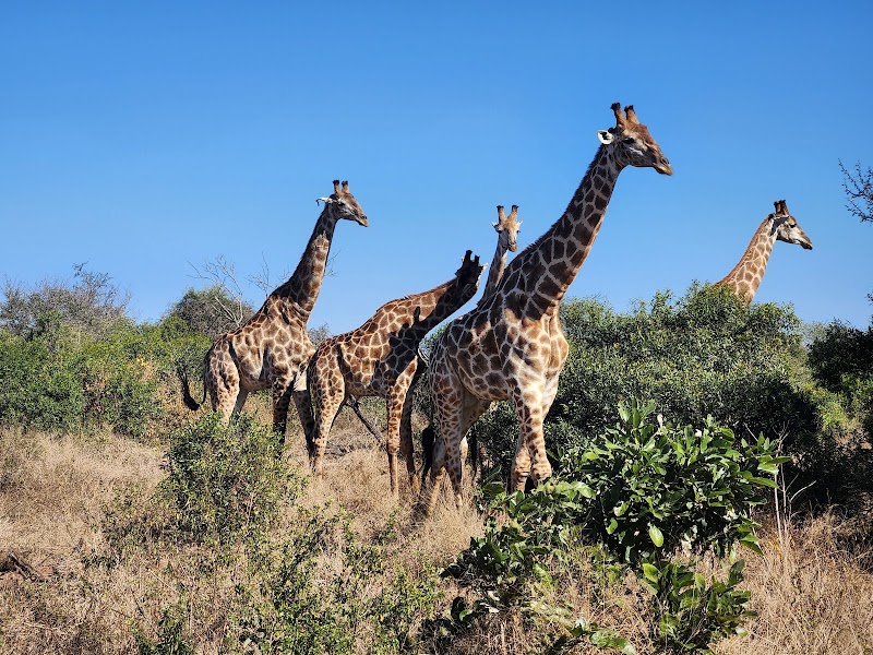 Photo 2 at Kruger National Park in 