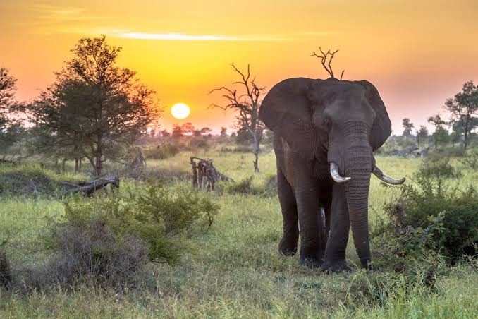 Kruger National Park in 