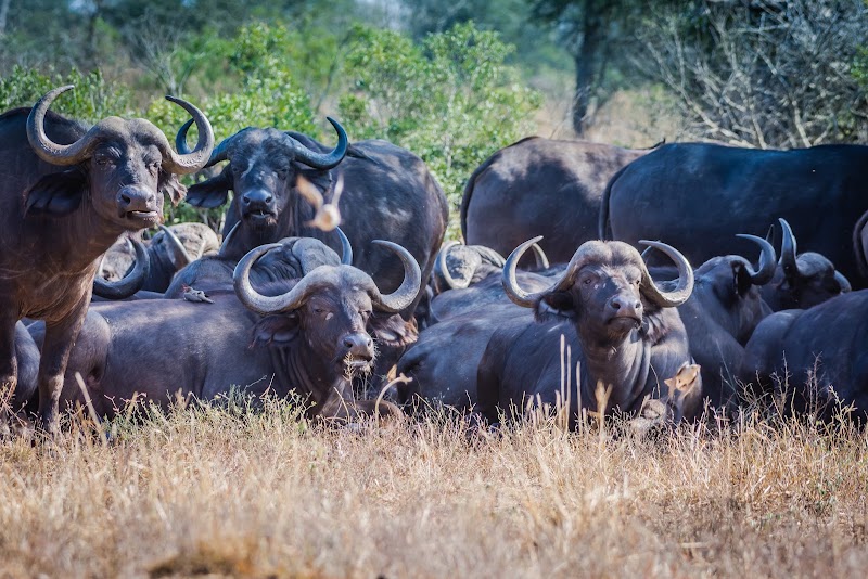 Photo 6 at Kruger National Park in 