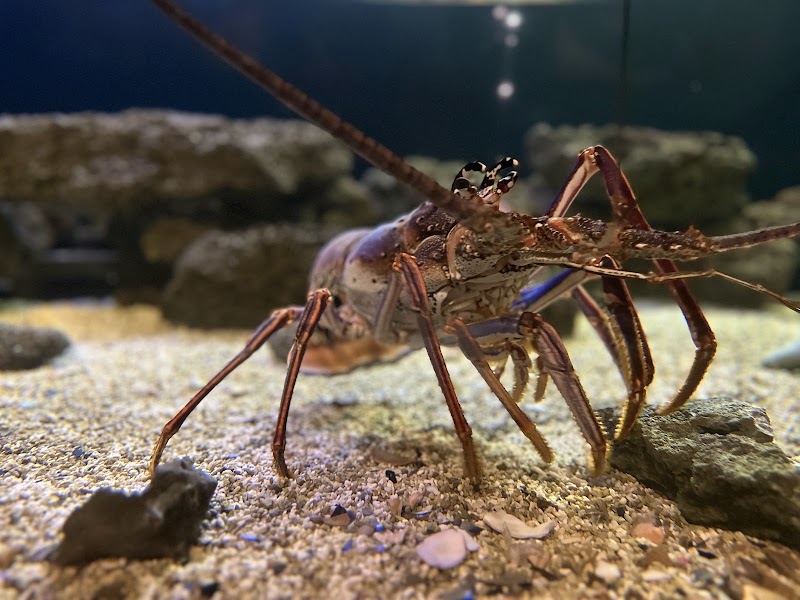 Photo 3 at South Carolina Aquarium in Charleston