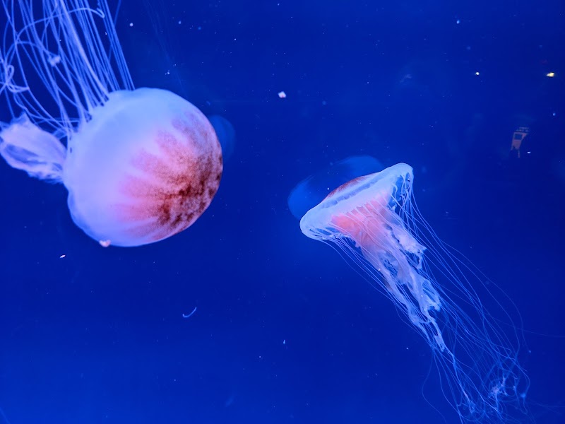 Photo 6 at South Carolina Aquarium in Charleston