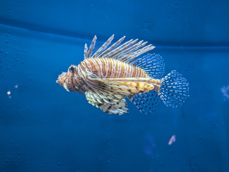 Photo 4 at South Carolina Aquarium in Charleston