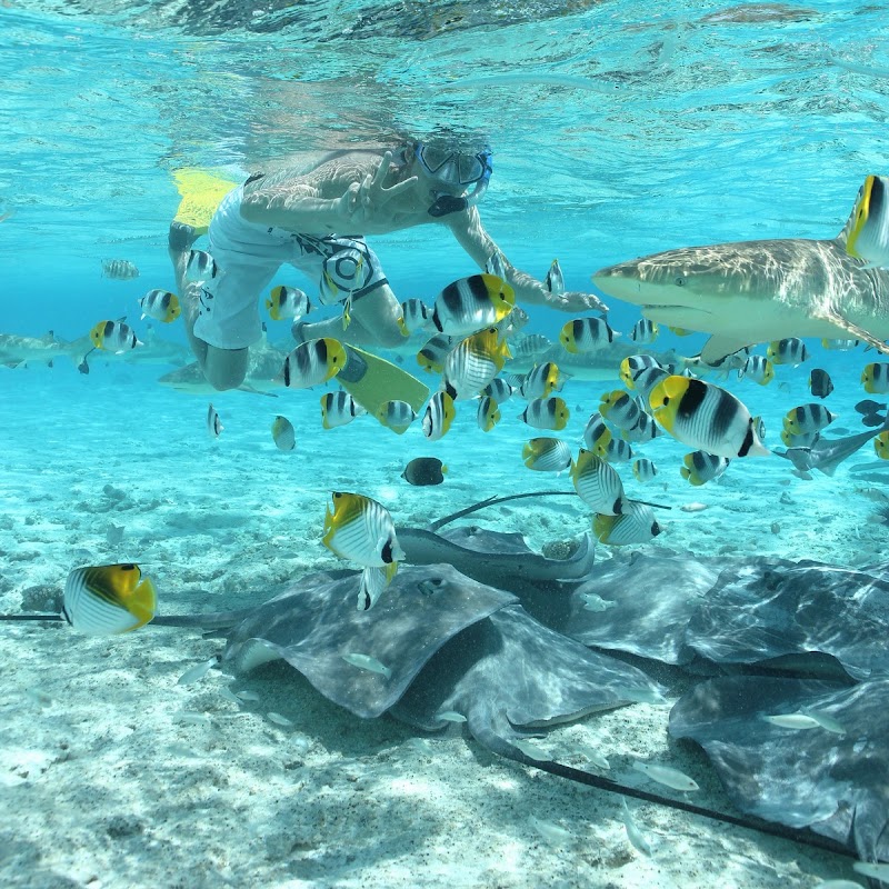 Photo 3 at Bora Bora Moana Adventure Tours in Bora-Bora