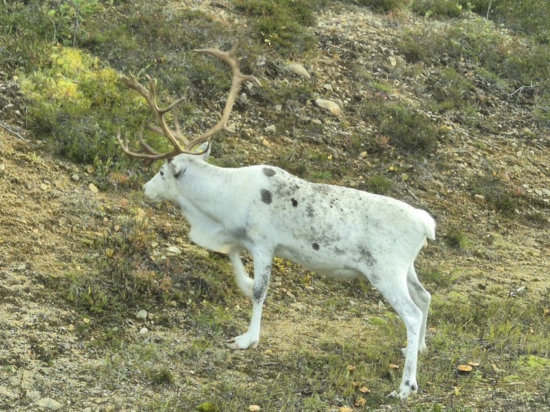 Photo 4 at Arctic Road Trips in Rovaniemi