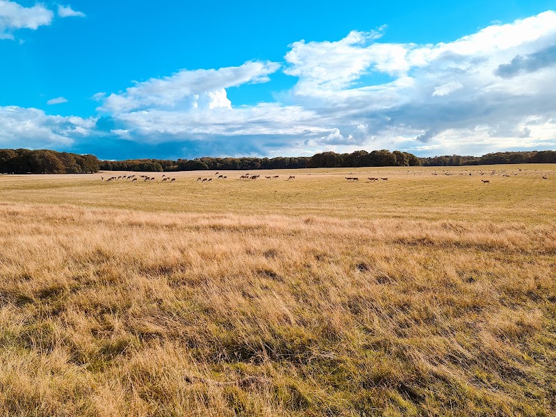 Photo 3 at Jægersborg Dyrehave in Klampenborg