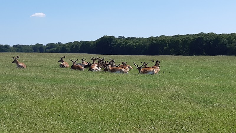 Photo 2 at Jægersborg Dyrehave in Klampenborg