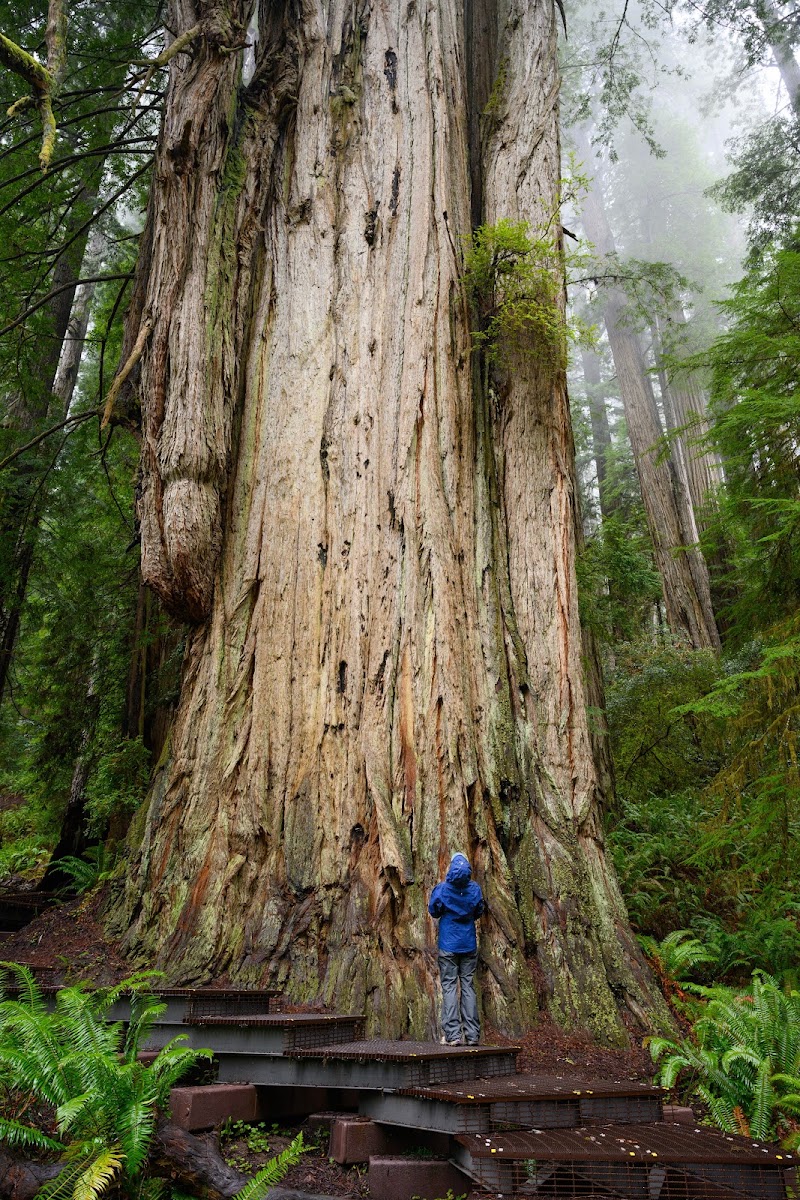 Photo 5 at Redwood National and State Parks in 