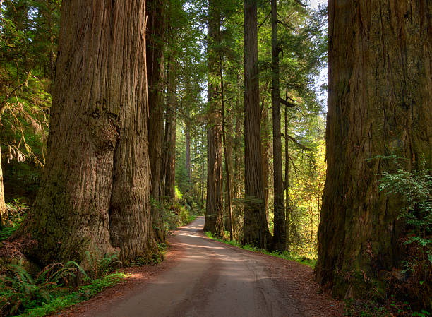 Photo 6 at Redwood National and State Parks in 