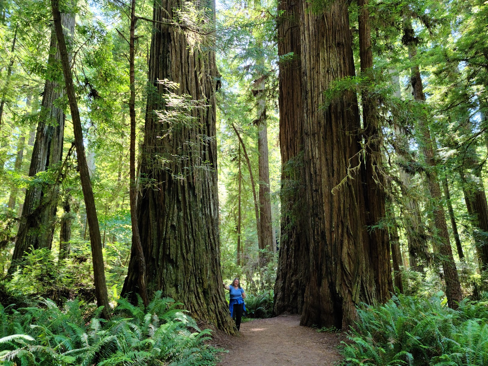 Redwood National and State Parks in 