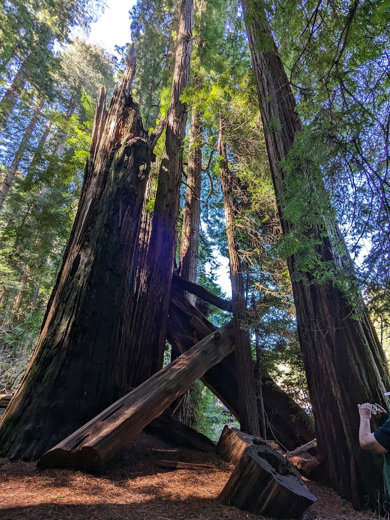 Photo 4 at Redwood National and State Parks in 