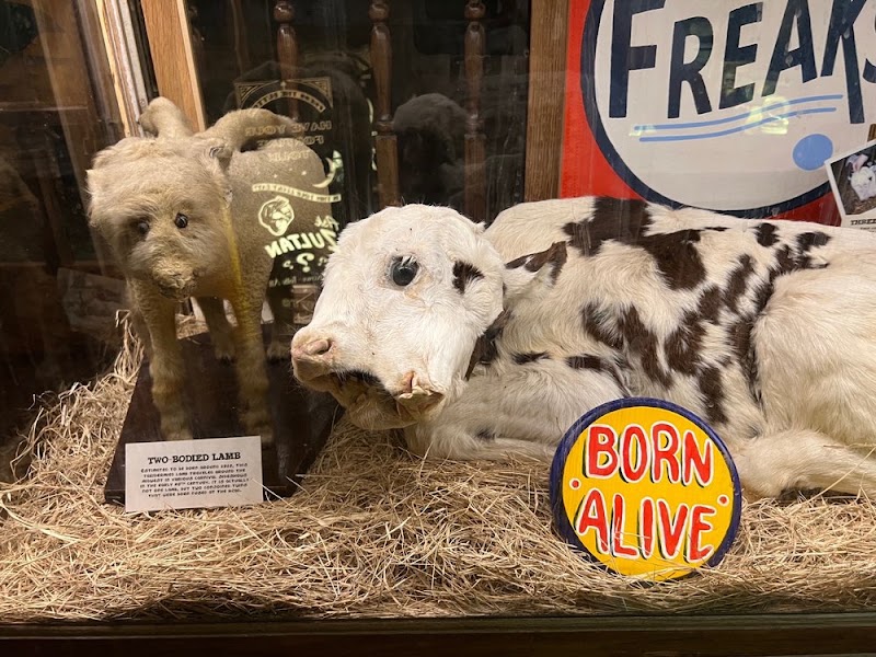 Photo 3 at Museum of the Weird in Austin