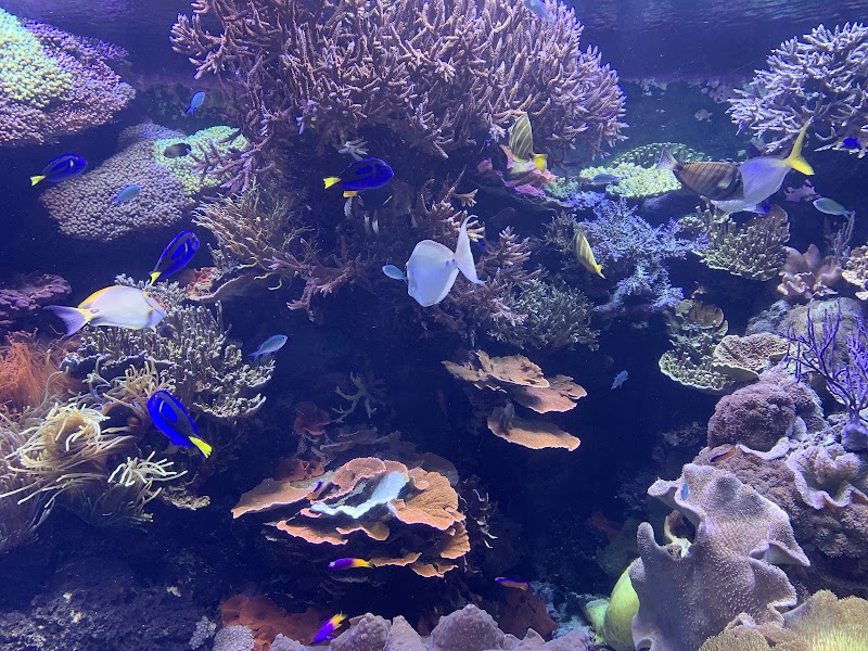 Photo 4 at Downtown Aquarium in Houston