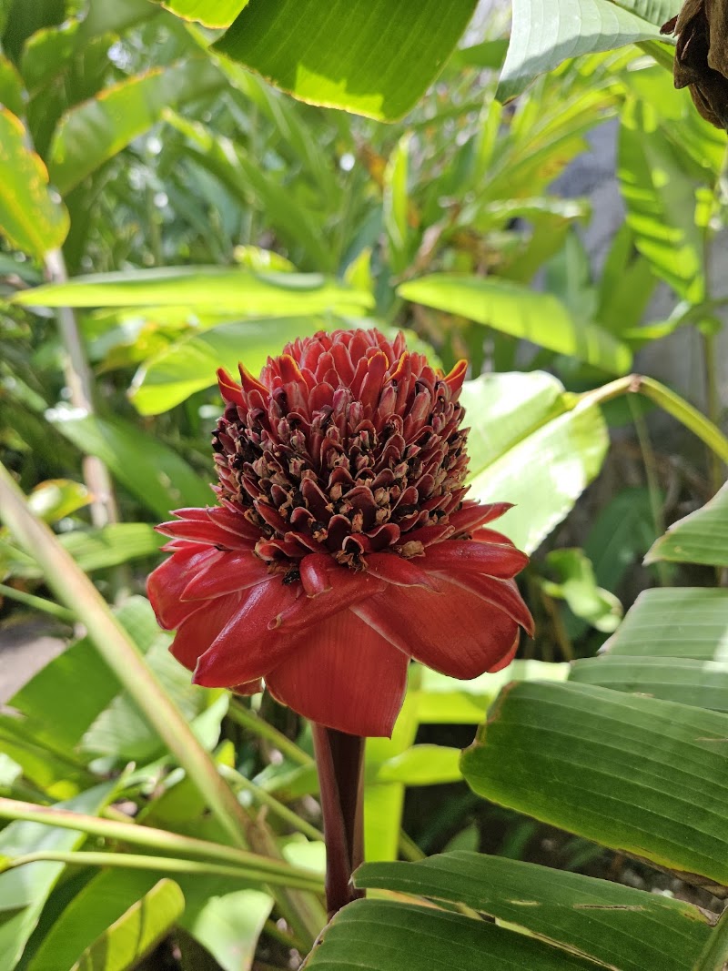 Photo 6 at Palm Tree Gardens in Red Gate