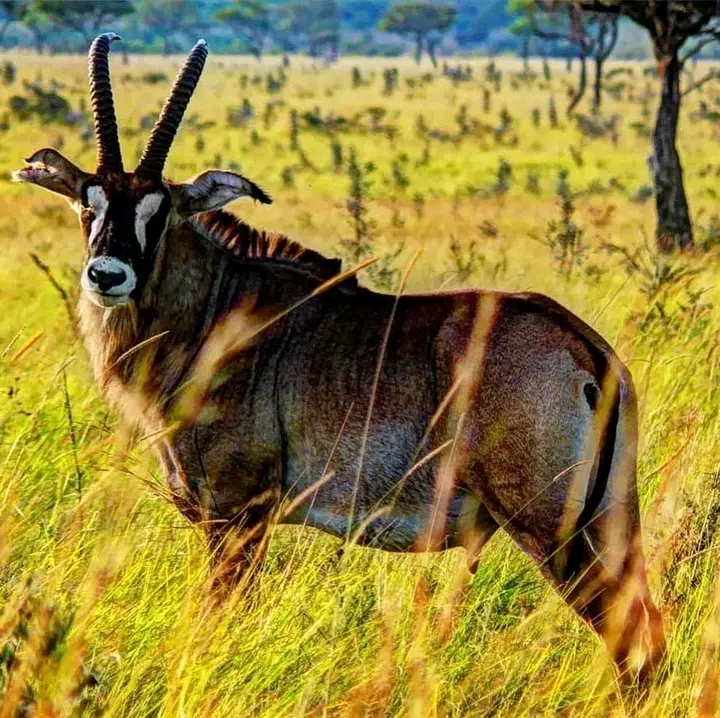 Photo 6 at Ruma National Park in Kericho