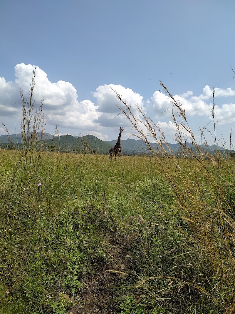 Photo 2 at Ruma National Park in Kericho