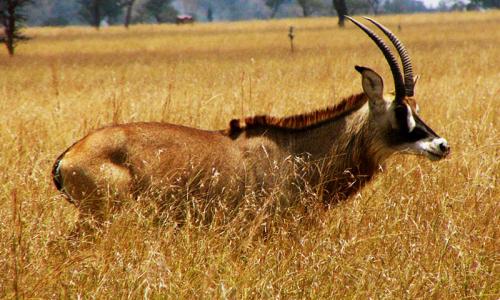 Ruma National Park in Kericho
