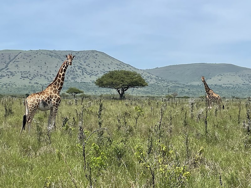 Photo 1 at Ruma National Park in Kericho