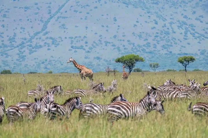 Photo 4 at Ruma National Park in Kericho