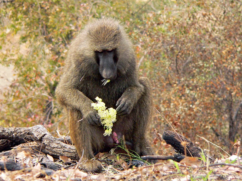 Photo 3 at Mole National Park in 