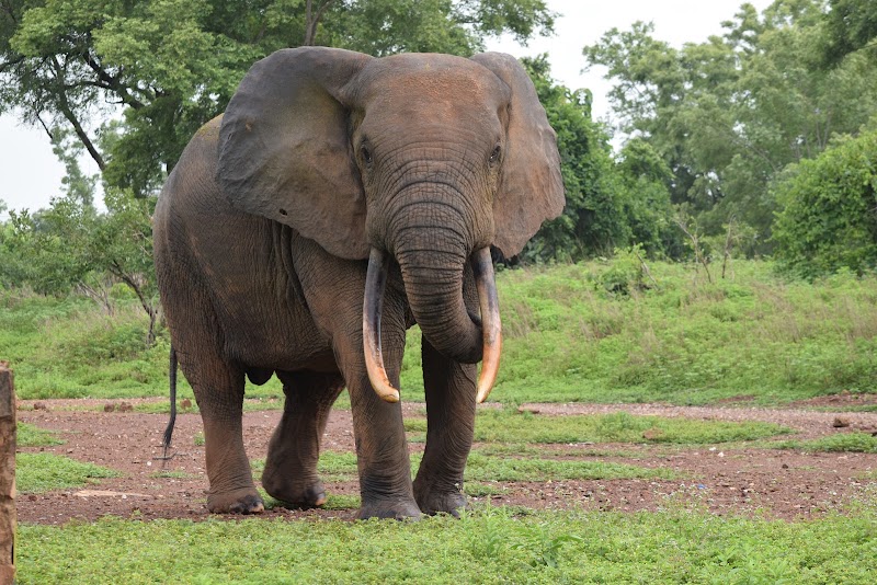 Photo 6 at Mole National Park in 
