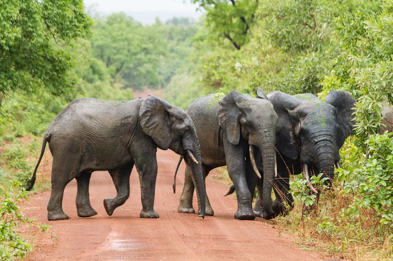 Mole National Park in 