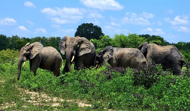 Photo 5 at Mole National Park in 