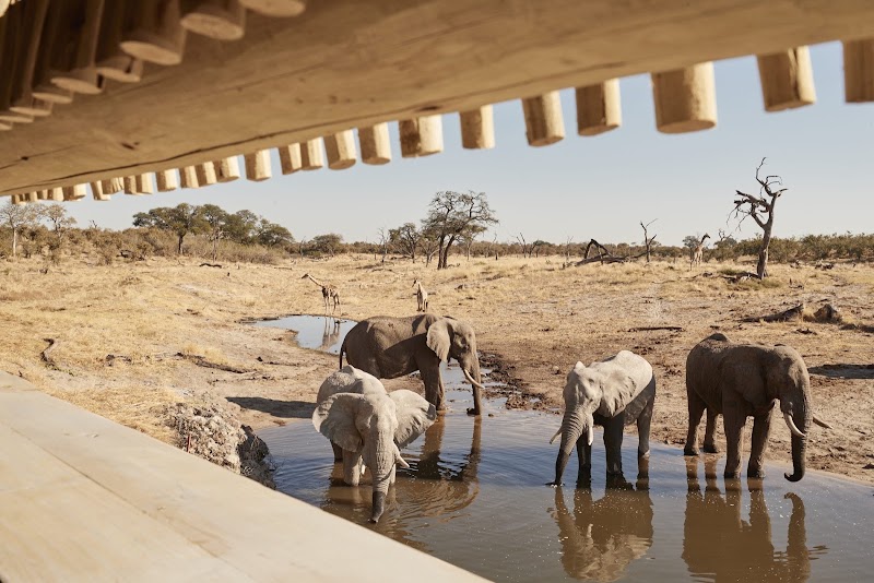 Photo 5 at Savute Elephant Lodge, A Belmond Safari, Botswana in 