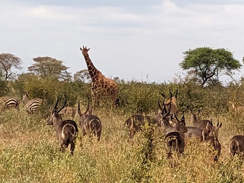 Meru National Park in Maua