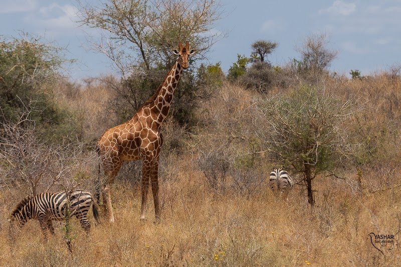 Photo 5 at Meru National Park in Maua