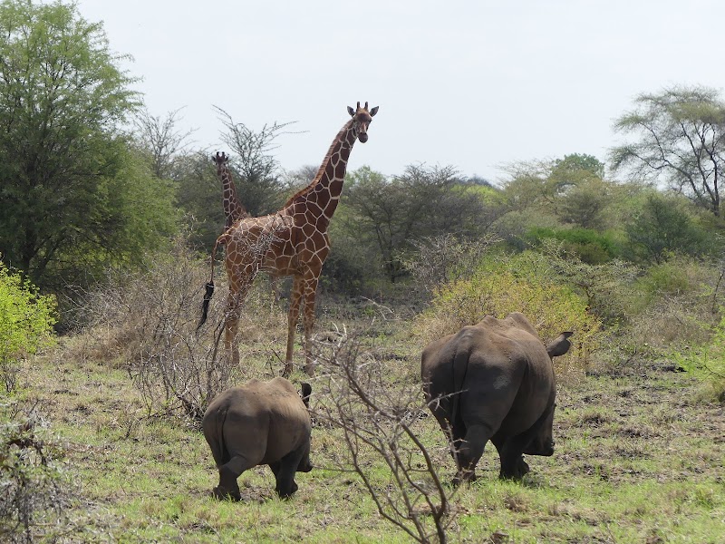Photo 6 at Meru National Park in Maua
