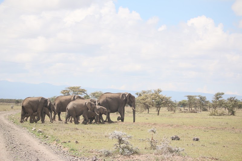 Photo 2 at Meru National Park in Maua