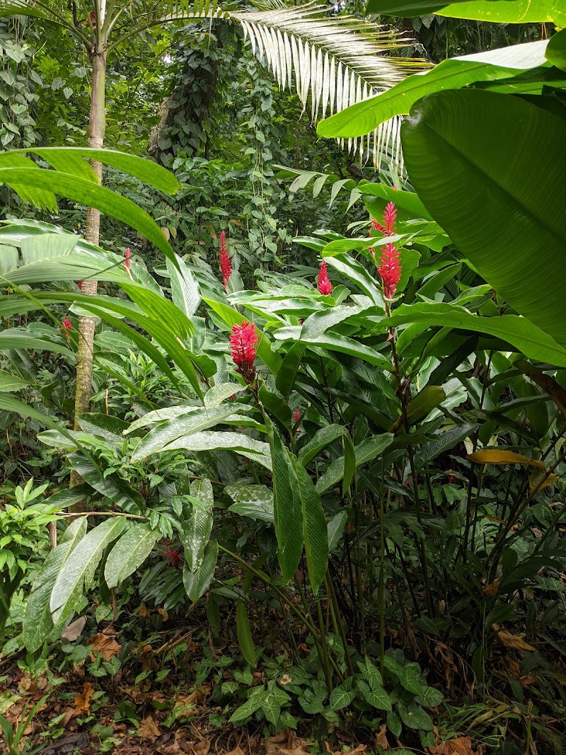 Photo 4 at Garden of the Sleeping Giant in Nadi
