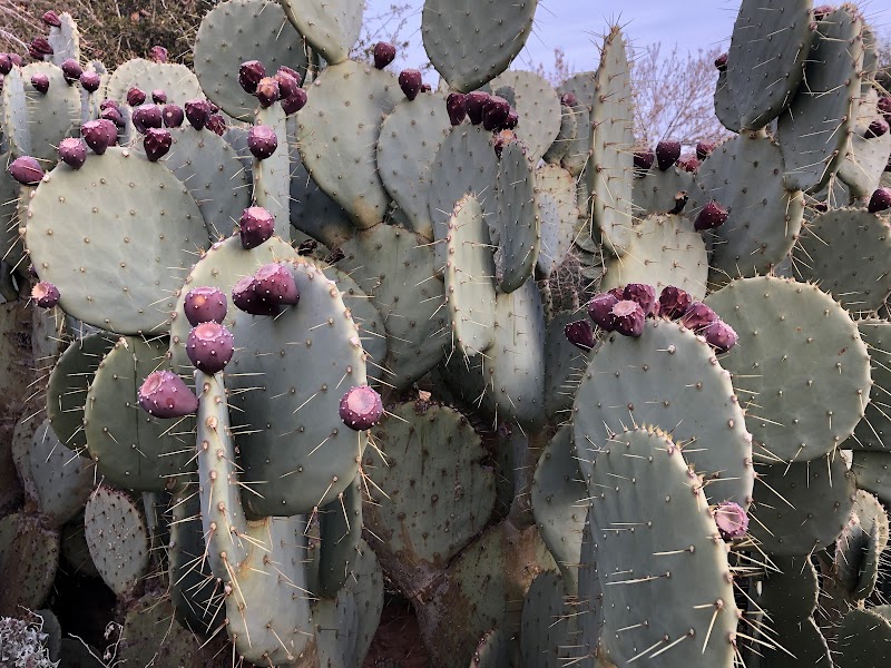 Photo 4 at Springs Preserve in Las Vegas