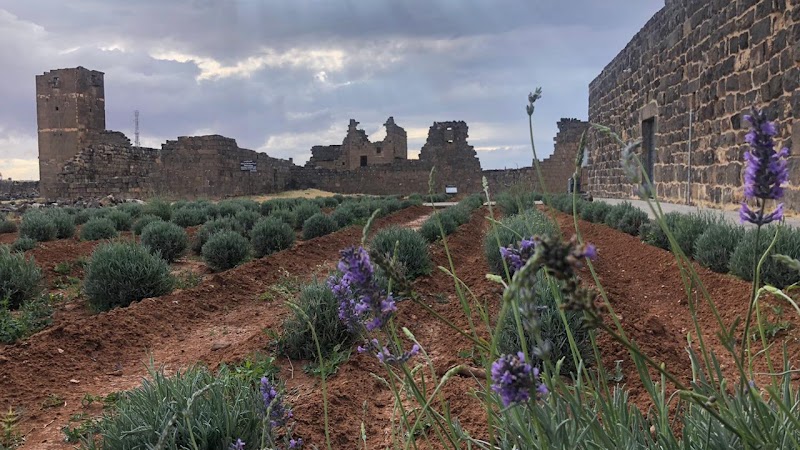 Umm el-Jimal UNESCO World Heritage Site in Umm el-Jimal