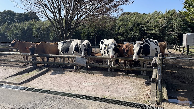Photo 5 at Takachiho Farm in Miyakonojo