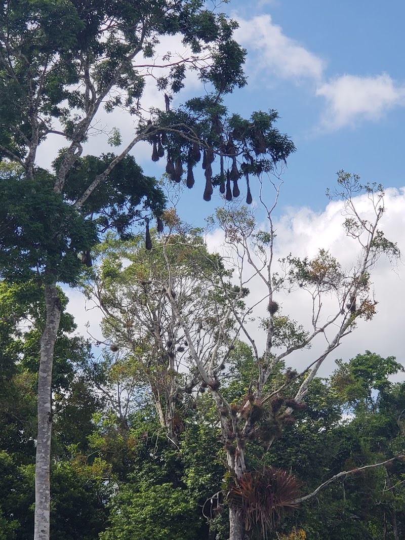 Photo 3 at Caracol Natural Monument Reservation in Chiquibil Forest Reserve