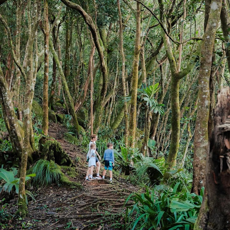 Photo 3 at Morne Blanc Nature Trail in 