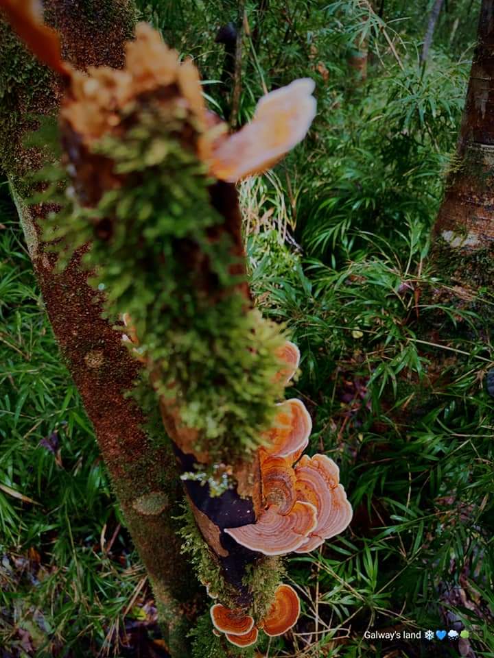 Photo 6 at Gallway's Land National Park in නුවරඑළිය