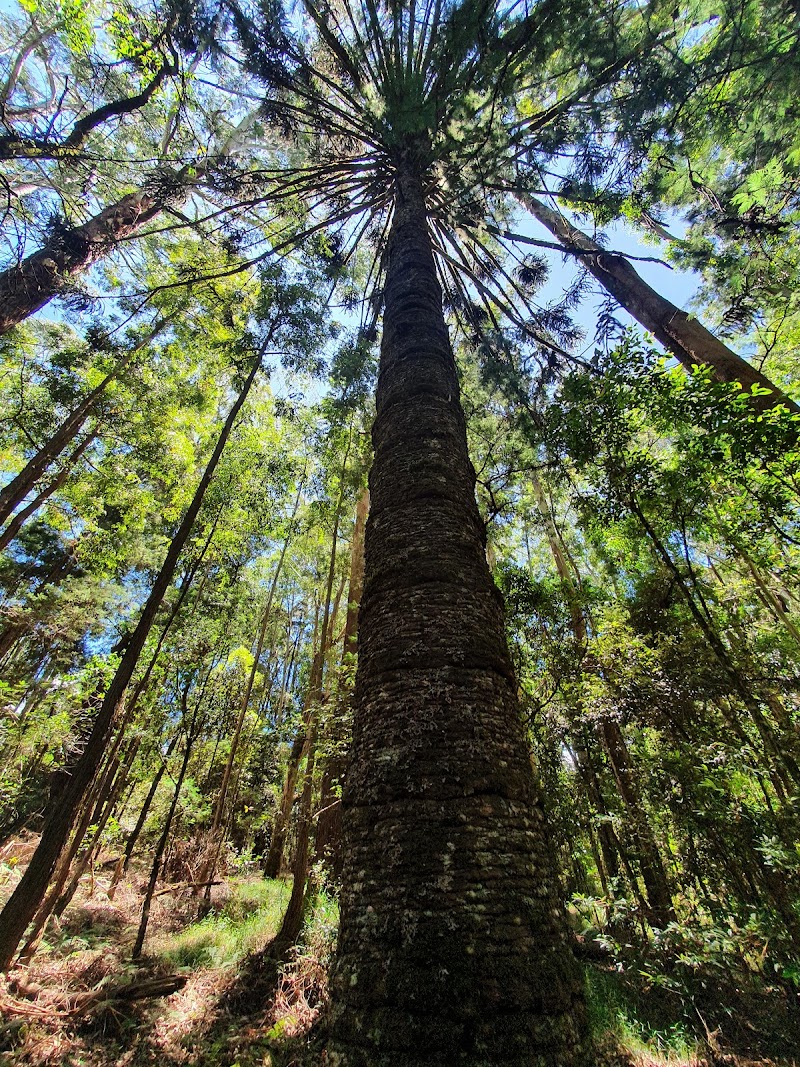 Photo 3 at Gallway's Land National Park in නුවරඑළිය
