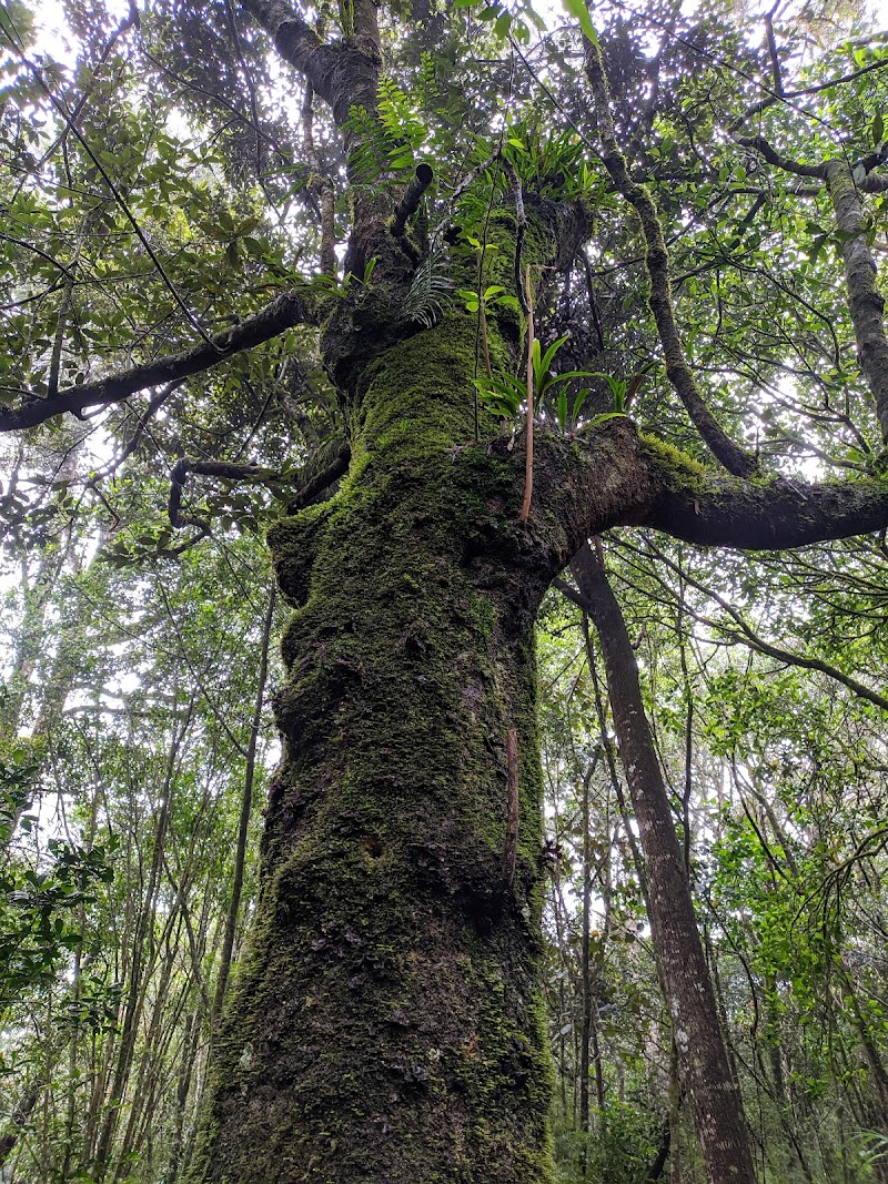 Photo 4 at Gallway's Land National Park in නුවරඑළිය
