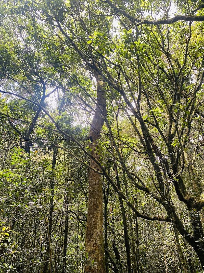 Photo 5 at Gallway's Land National Park in නුවරඑළිය