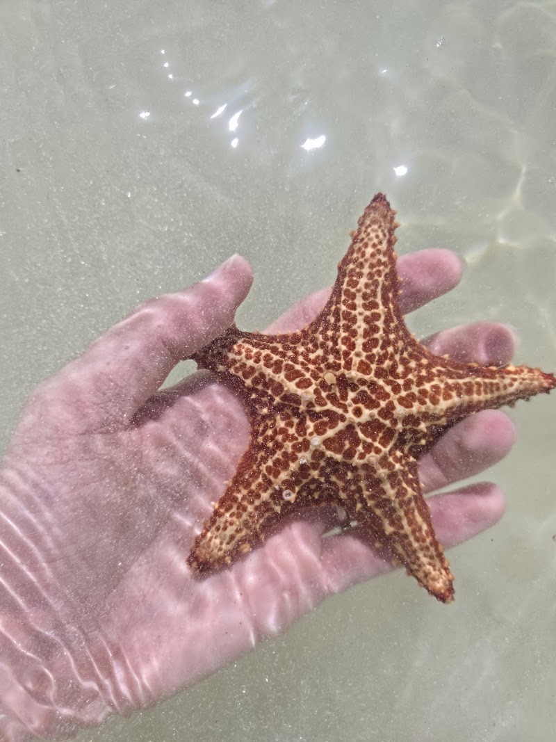 Starfish Point in Rum Point