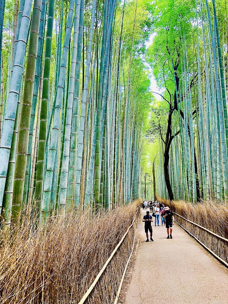 Arashiyama Bamboo Forest in Kyoto